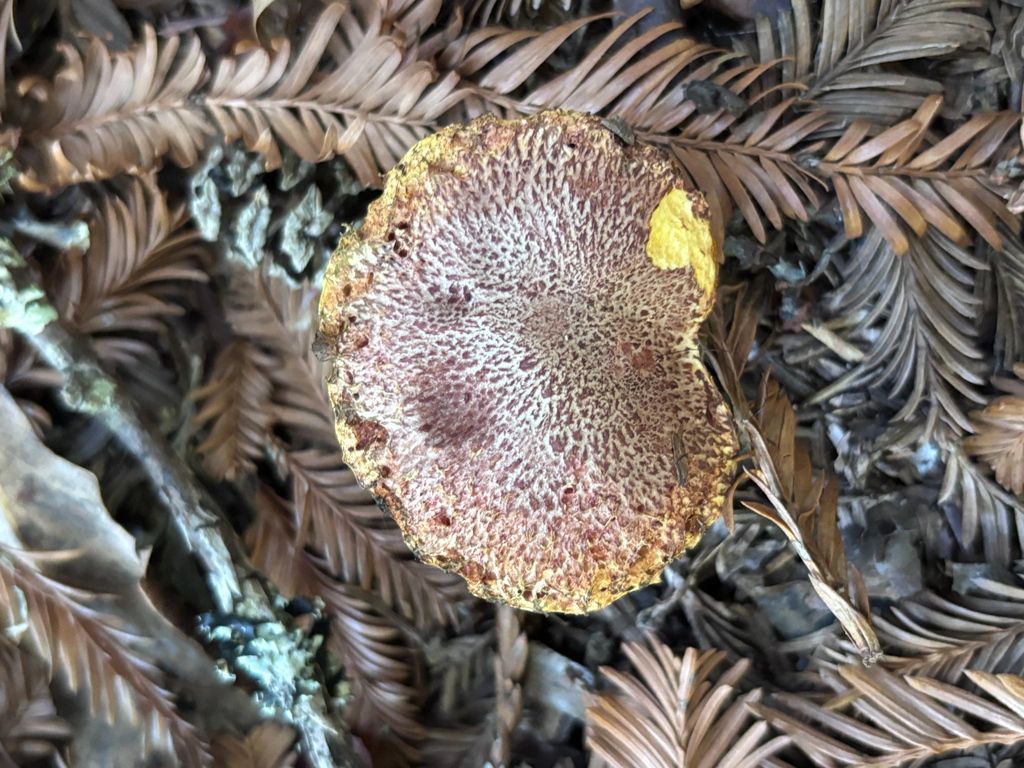 Suillus lakei · November 2025 · photo: © reago (iNaturalist, cc-by)