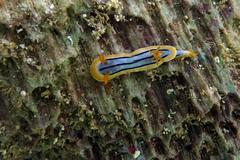 Chromodoris elisabethina
