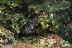 Imitator Blenny photo 3