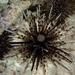 Banded Sea Urchin - Photo (c) Patrick Randall, some rights reserved (CC BY-NC-SA), uploaded by Patrick Randall