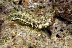 Gonodactylus platysoma