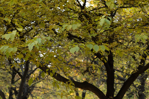 Betula schmidtii iNat (1)