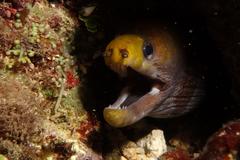 Gymnothorax rueppelliae