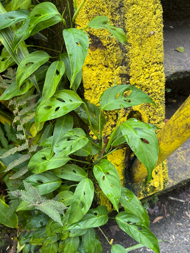 Monstera adansonii observed 2025-11-08