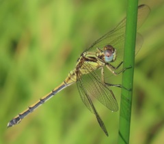 Orthetrum hintzi