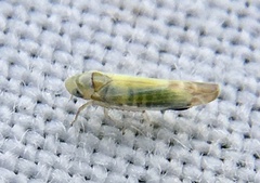 Cicadellidae