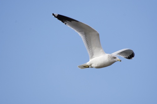 Ring-billed Gull photographed in Oklahoma