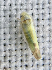 Cicadellidae