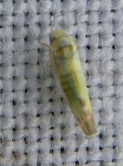 Cicadellidae