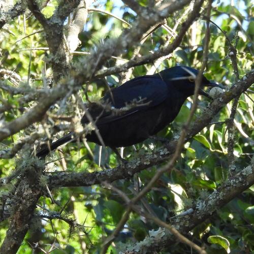 Black-bellied Starling (Notopholia corusca), photo 4