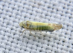 Cicadellidae