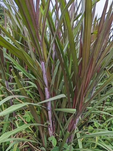 Sugarcane (Saccharum officinarum)