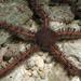 Chain-link Brittle Star - Photo (c) Patrick Randall, some rights reserved (CC BY-NC-SA), uploaded by Patrick Randall