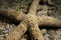 Nardoa tuberculata