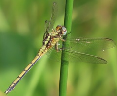 Orthetrum hintzi