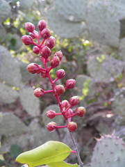 Stegnosperma cubense