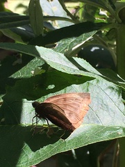 Achlyodes