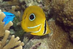 Chaetodon bennetti
