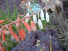 Aloe pendens
