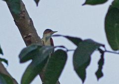 Dryobates callonotus