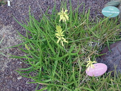 Aloe pendens