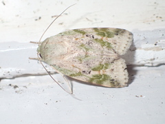 Blenina