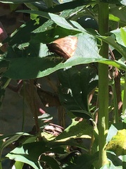Achlyodes