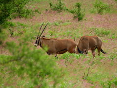 Oryx beisa callotis