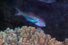 Thalassoma quinquevittatum