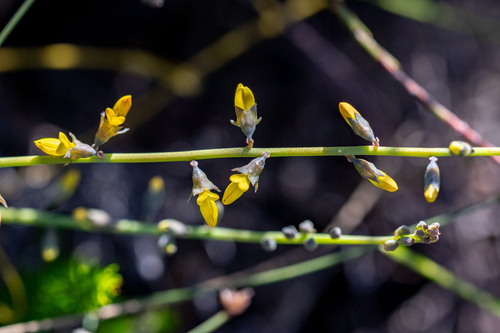 Wiry Ganna (Lebeckia contaminata)