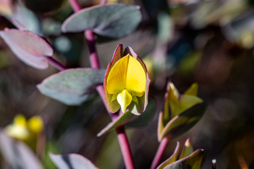 Heartleaf Widowpea (Rafnia acuminata)