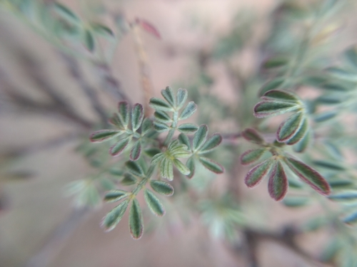 Silver prairie clover (Dalea bicolor)