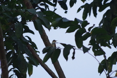 Dryobates callonotus