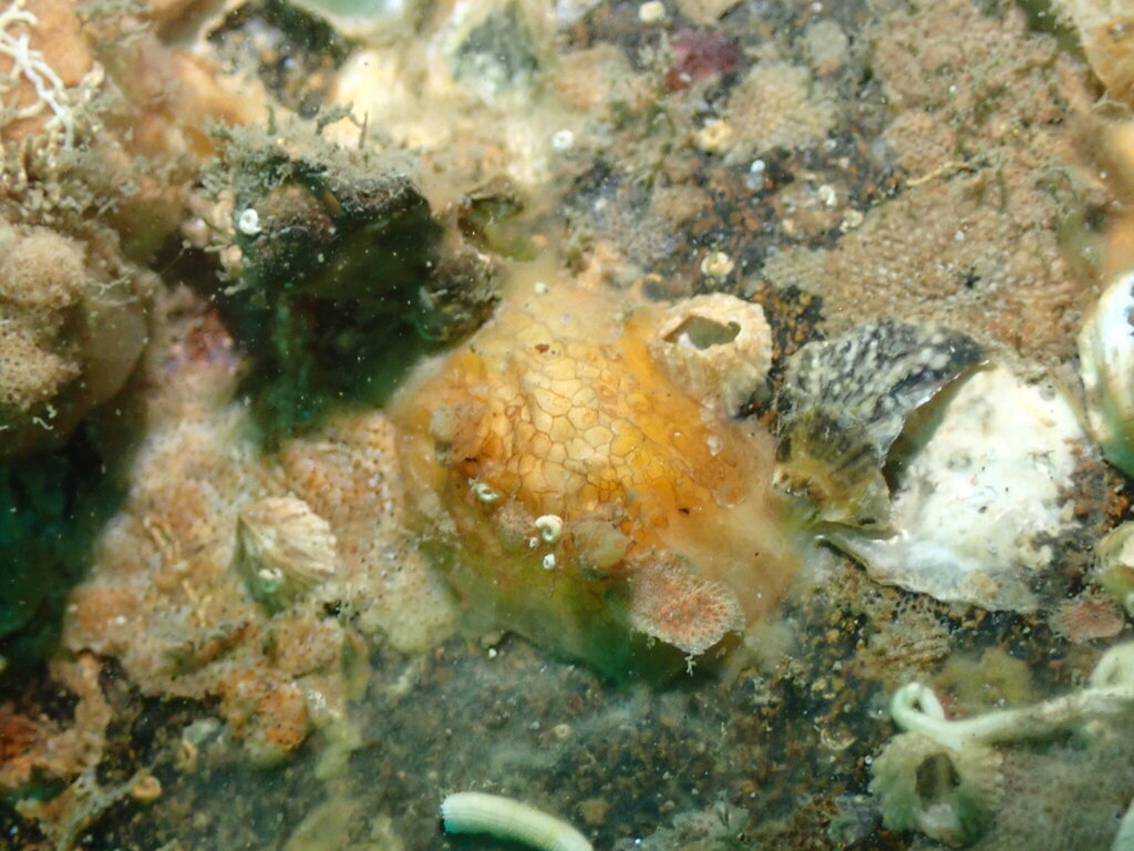 Pyura lepidoderma