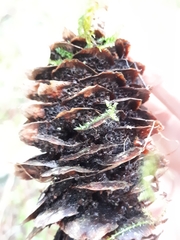 Pucciniastrum areolatum
