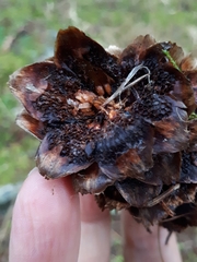 Pucciniastrum areolatum