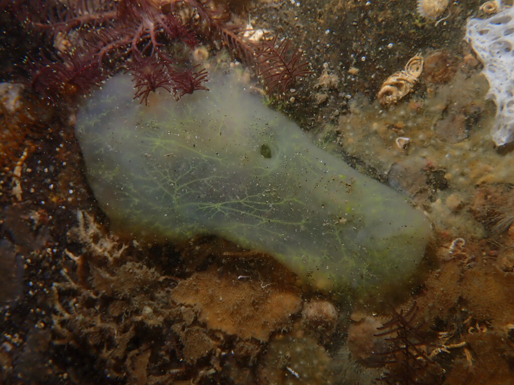 Ascidia ahodori