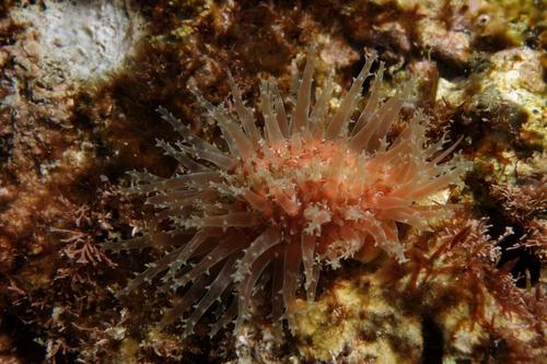 Kernel Cowry