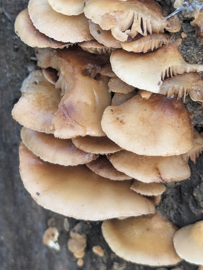 Crepidotus mollis · November 2025 · photo: © pilmar (iNaturalist, cc0)