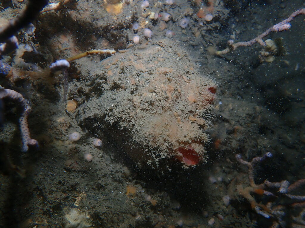 Herdmania japonica
