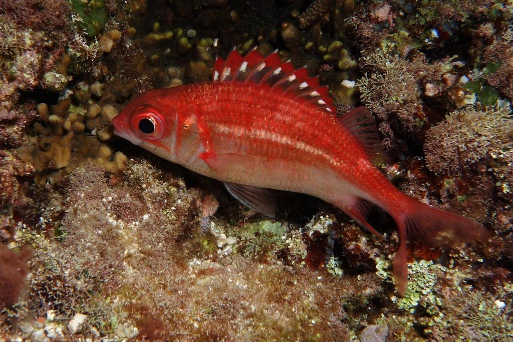 Peppered squirrel (Sargocentron punctatissimum) — Holocentridae