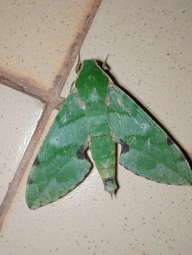 Verdant Hawkmoth