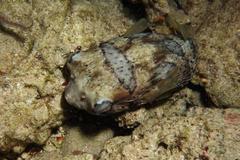 Diodon liturosus
