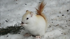 Red Squirrel photo 4
