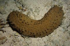Stichopus herrmanni