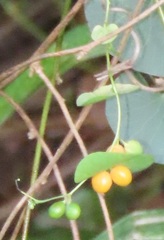 Cissampelos torulosa