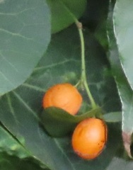 Cissampelos torulosa