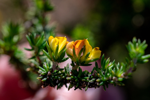 Juniper Capegorse (Aspalathus juniperina)