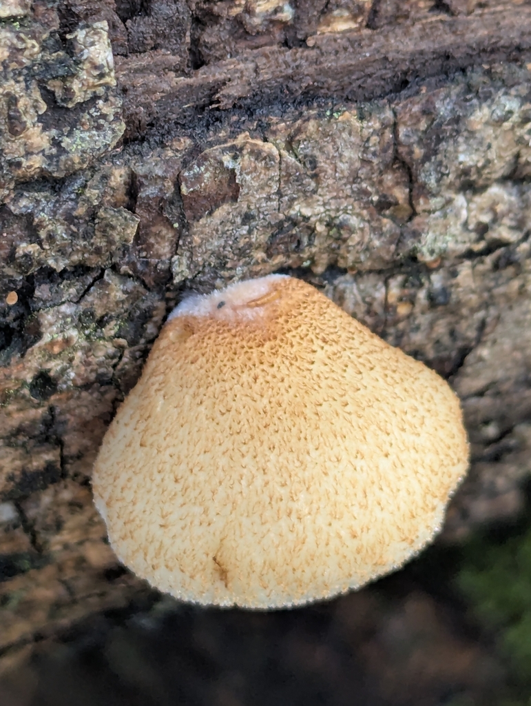Crepidotus calolepis · November 2025 · photo: © pilmar (iNaturalist, cc0)