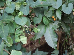 Cissampelos torulosa